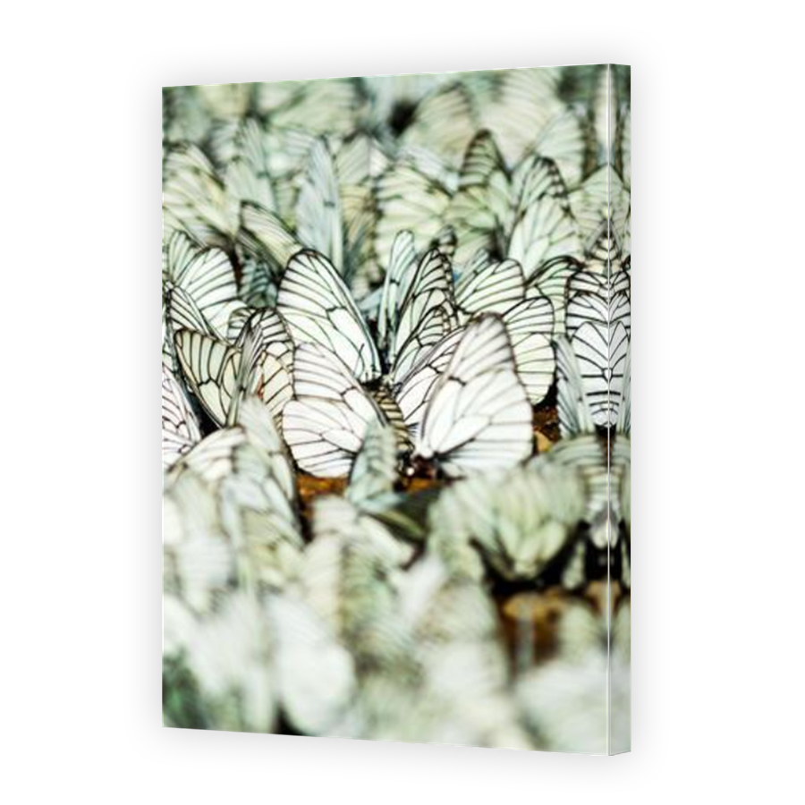 Thumbnail for Canvas - Mirror Image Canvas Wrap