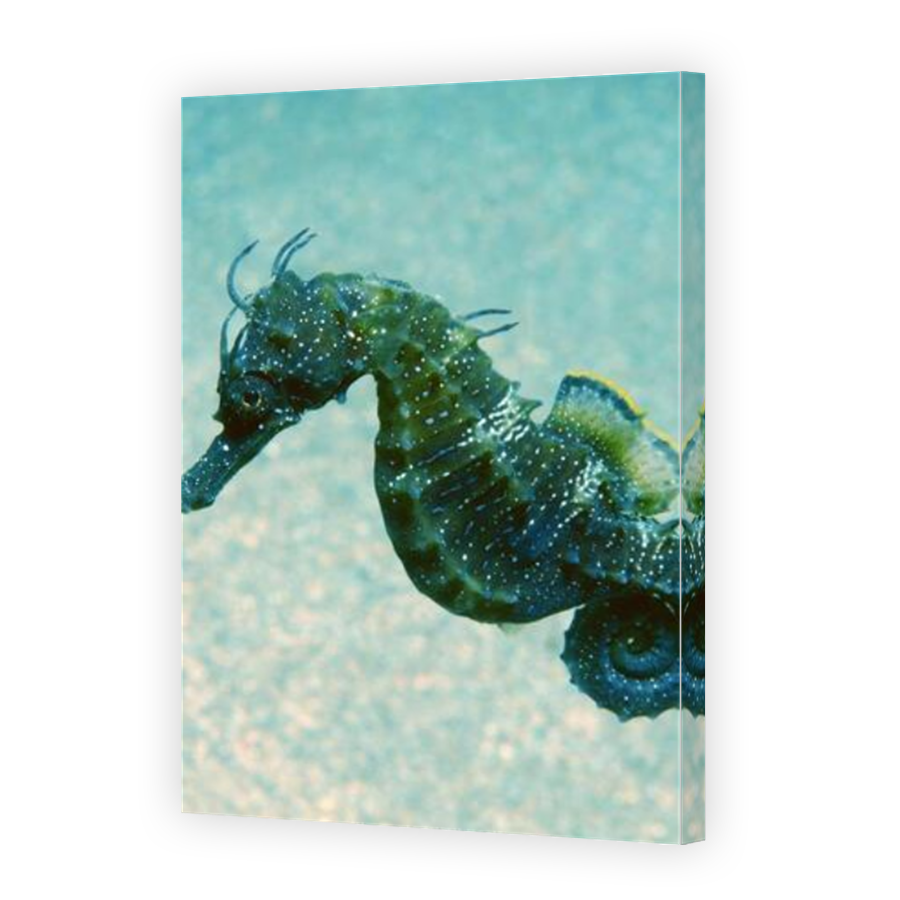 Thumbnail for Canvas - Mirror Image Canvas Wrap