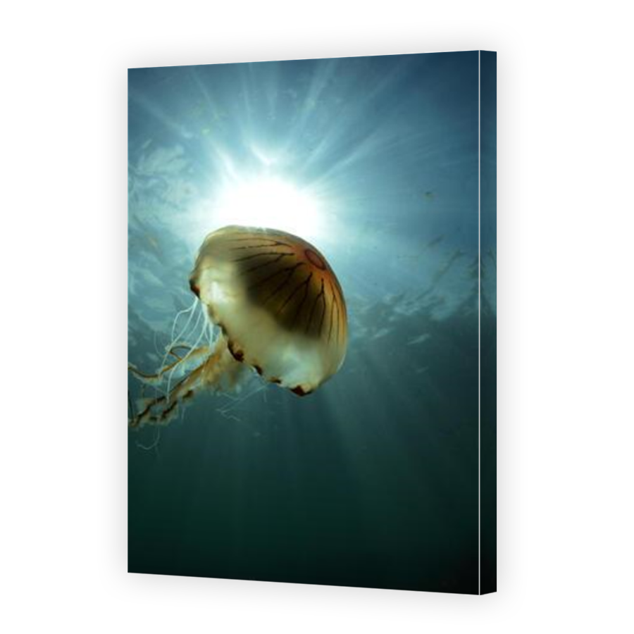 Thumbnail for Canvas - Mirror Image Canvas Wrap