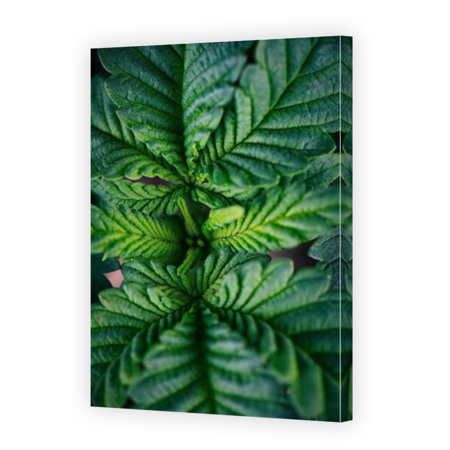 Thumbnail for Canvas - Mirror Image Canvas Wrap