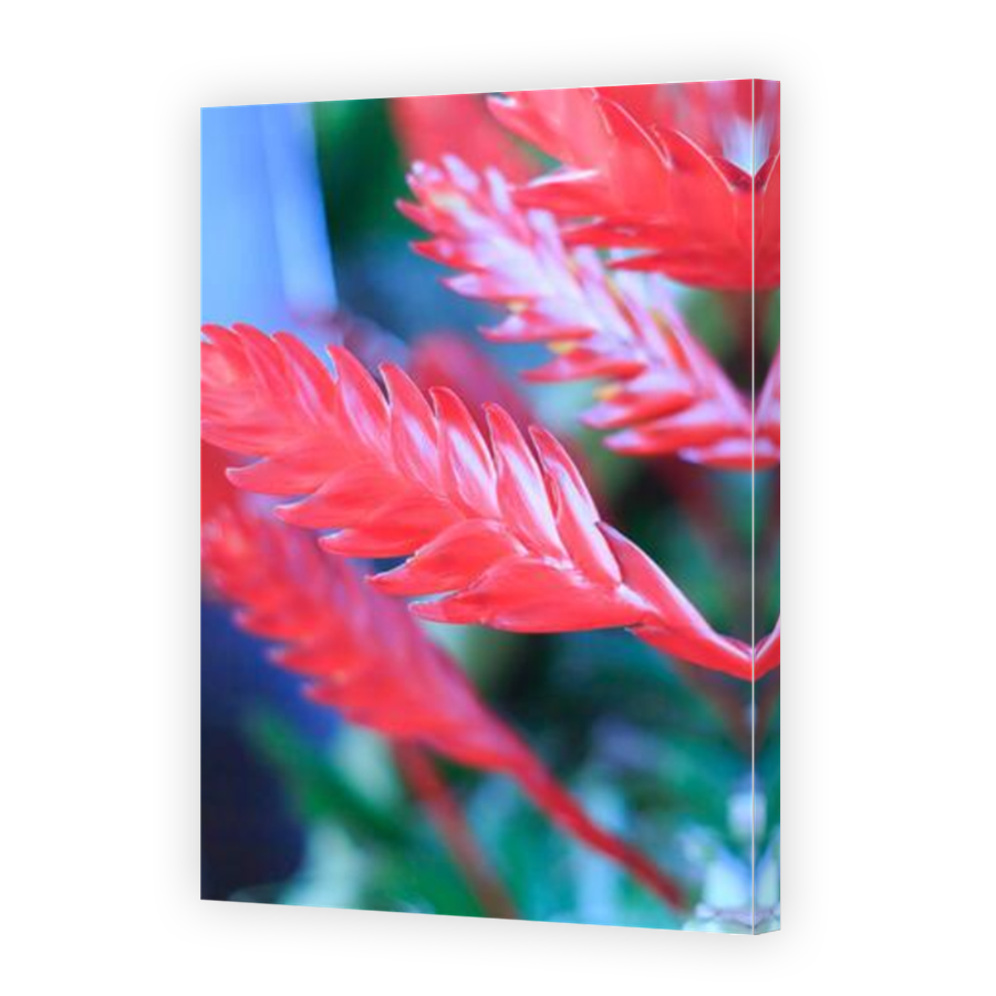 Thumbnail for Canvas - Mirror Image Canvas Wrap