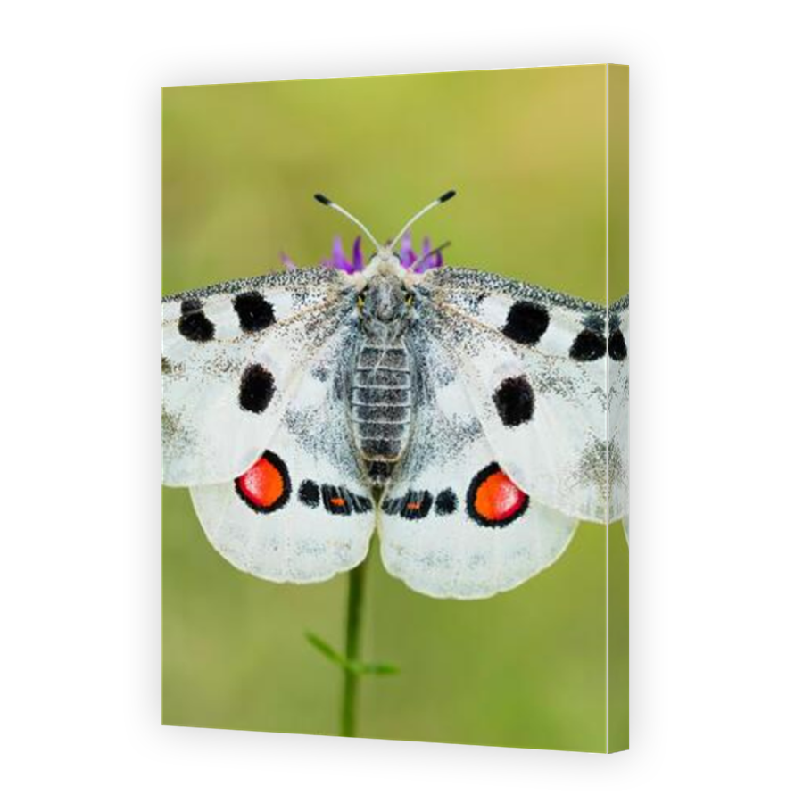 Thumbnail for Canvas - Mirror Image Canvas Wrap