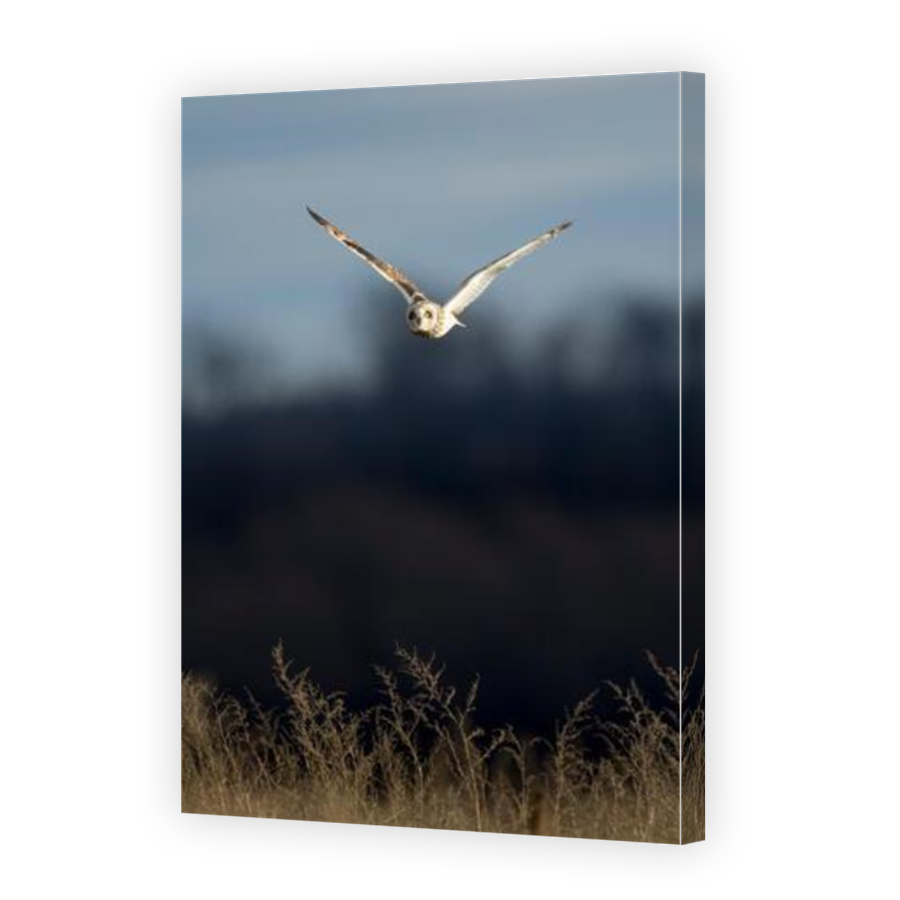 Thumbnail for Canvas - Mirror Image Canvas Wrap