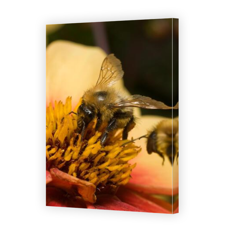Thumbnail for Canvas - Mirror Image Canvas Wrap