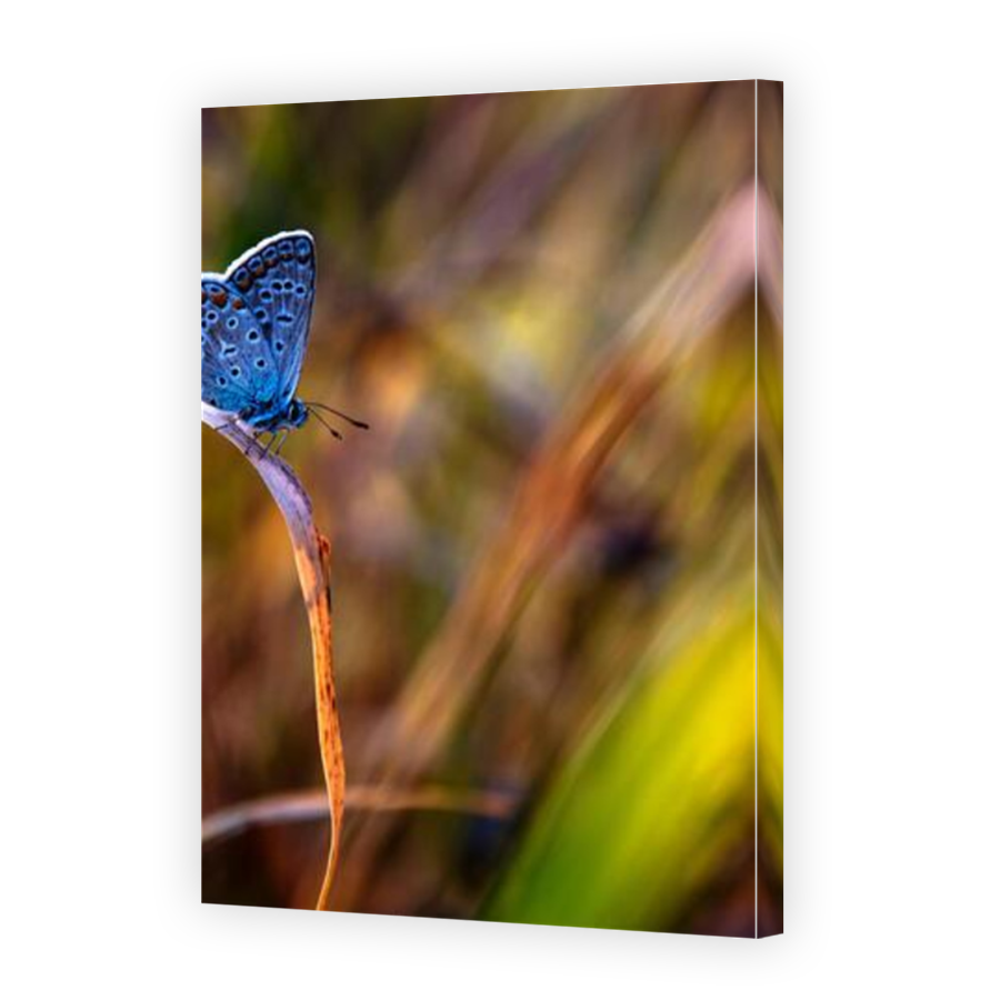 Thumbnail for Canvas - Mirror Image Canvas Wrap