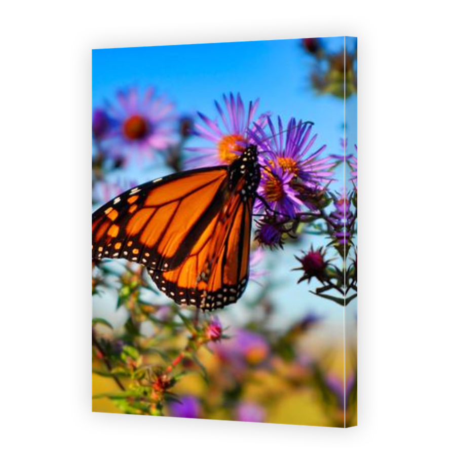 Thumbnail for Canvas - Mirror Image Canvas Wrap