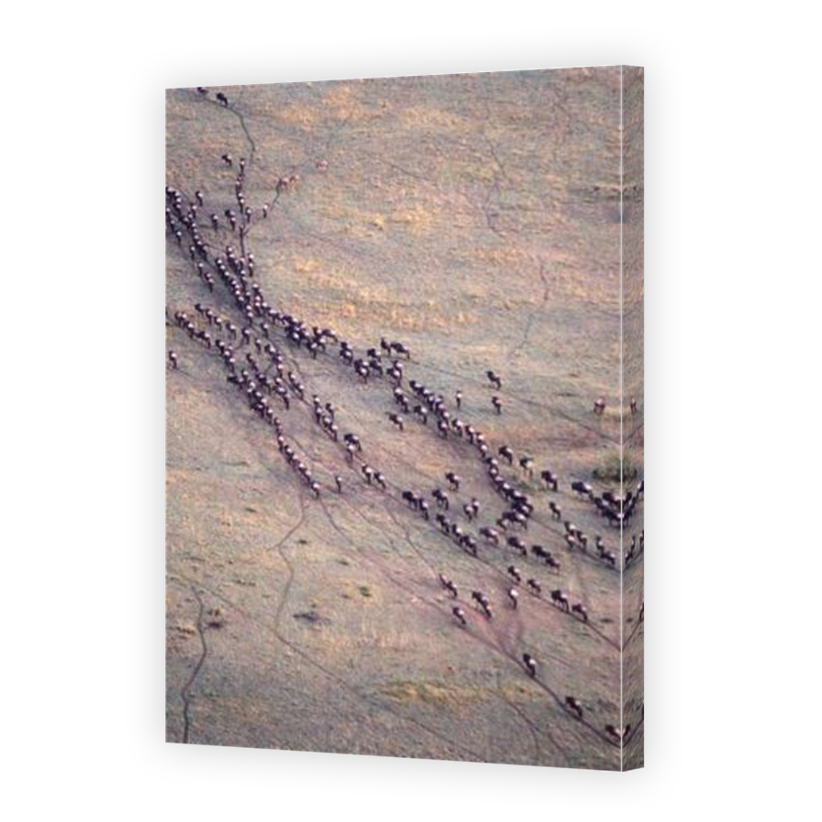 Thumbnail for Canvas - Mirror Image Canvas Wrap