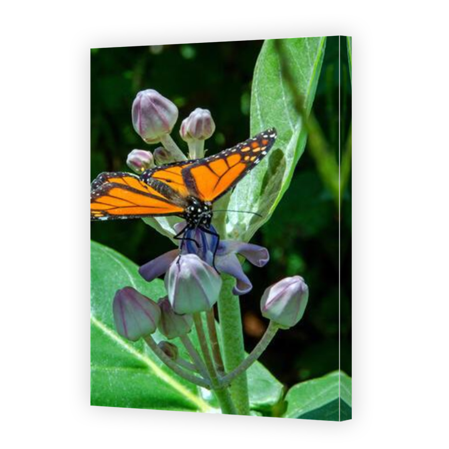Thumbnail for Canvas - Mirror Image Canvas Wrap