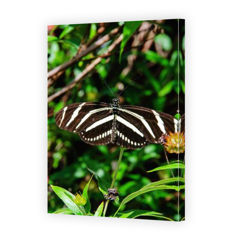 Thumbnail for Canvas - Mirror Image Canvas Wrap