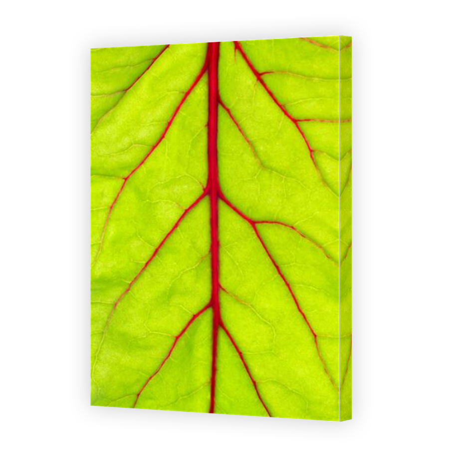 Thumbnail for Canvas - Mirror Image Canvas Wrap