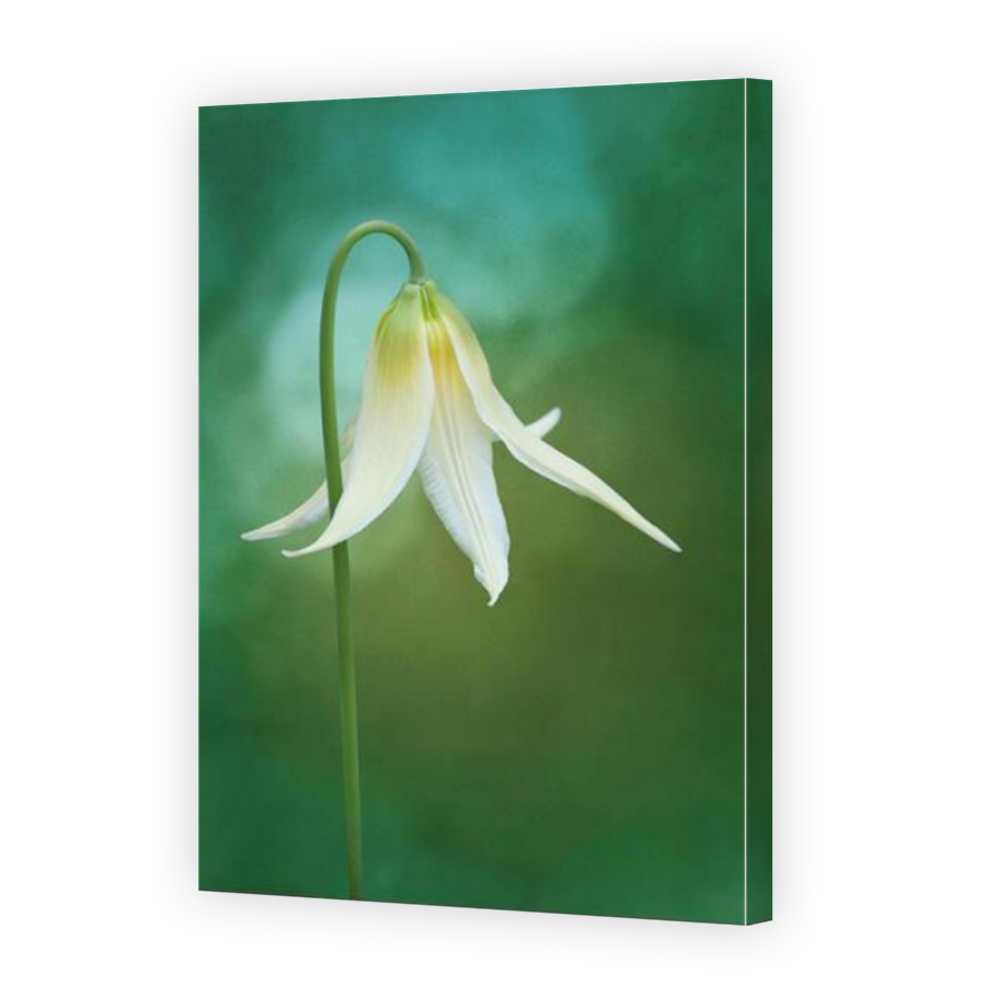 Thumbnail for Canvas - Mirror Image Canvas Wrap
