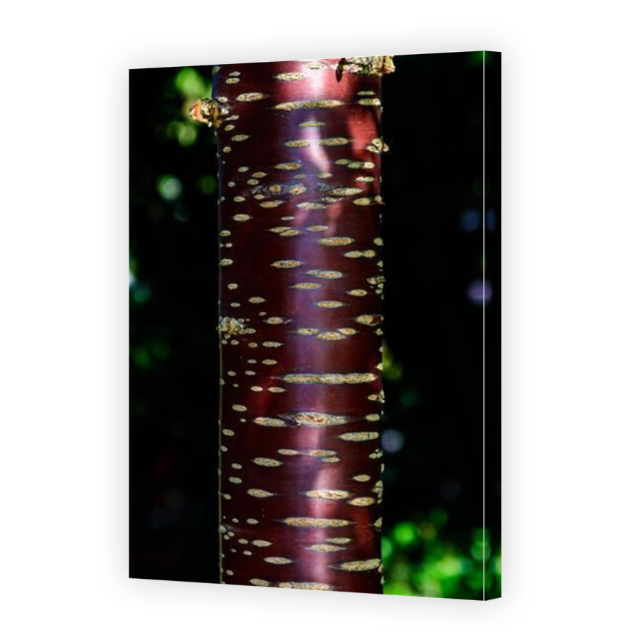 Thumbnail for Canvas - Mirror Image Canvas Wrap
