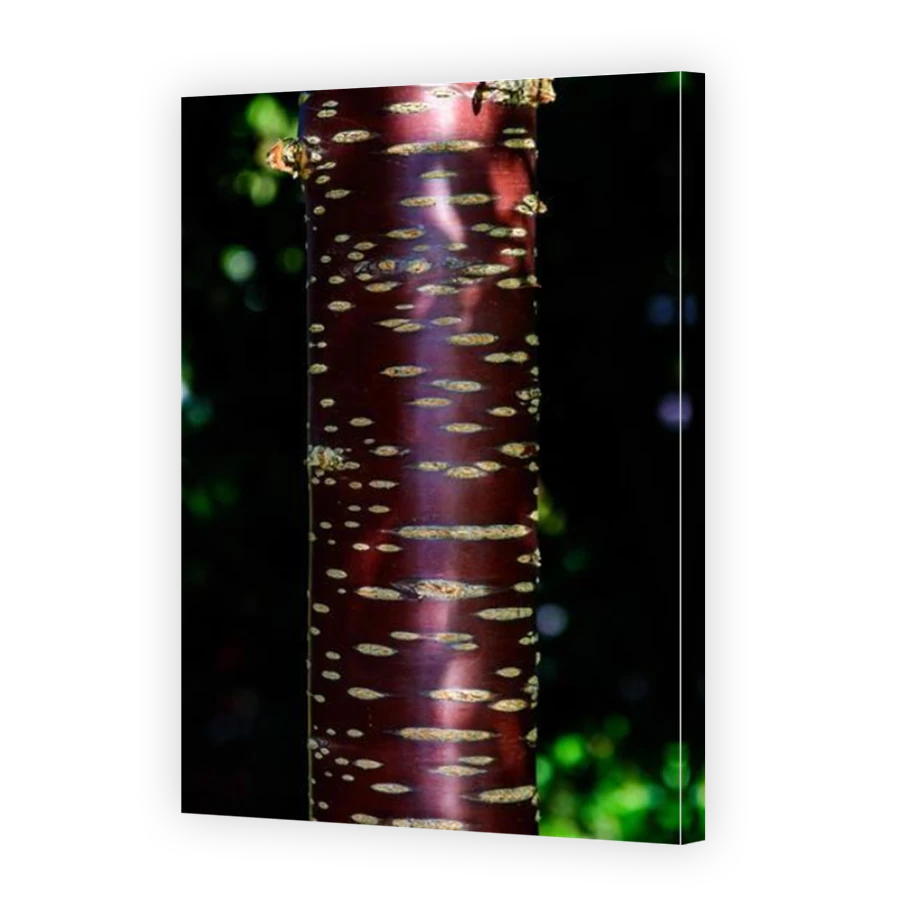 Thumbnail for Canvas - Mirror Image Canvas Wrap