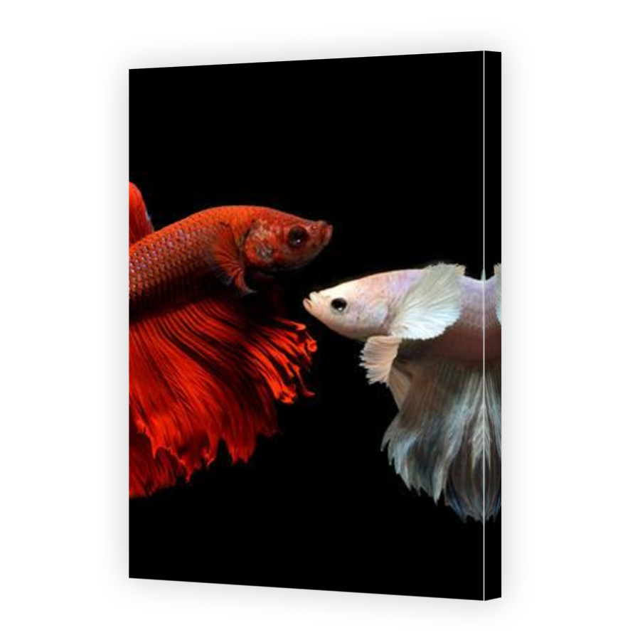 Thumbnail for Canvas - Mirror Image Canvas Wrap