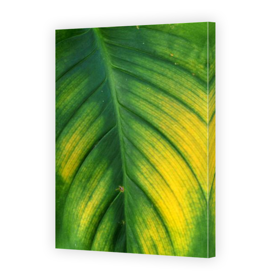 Thumbnail for Canvas - Mirror Image Canvas Wrap