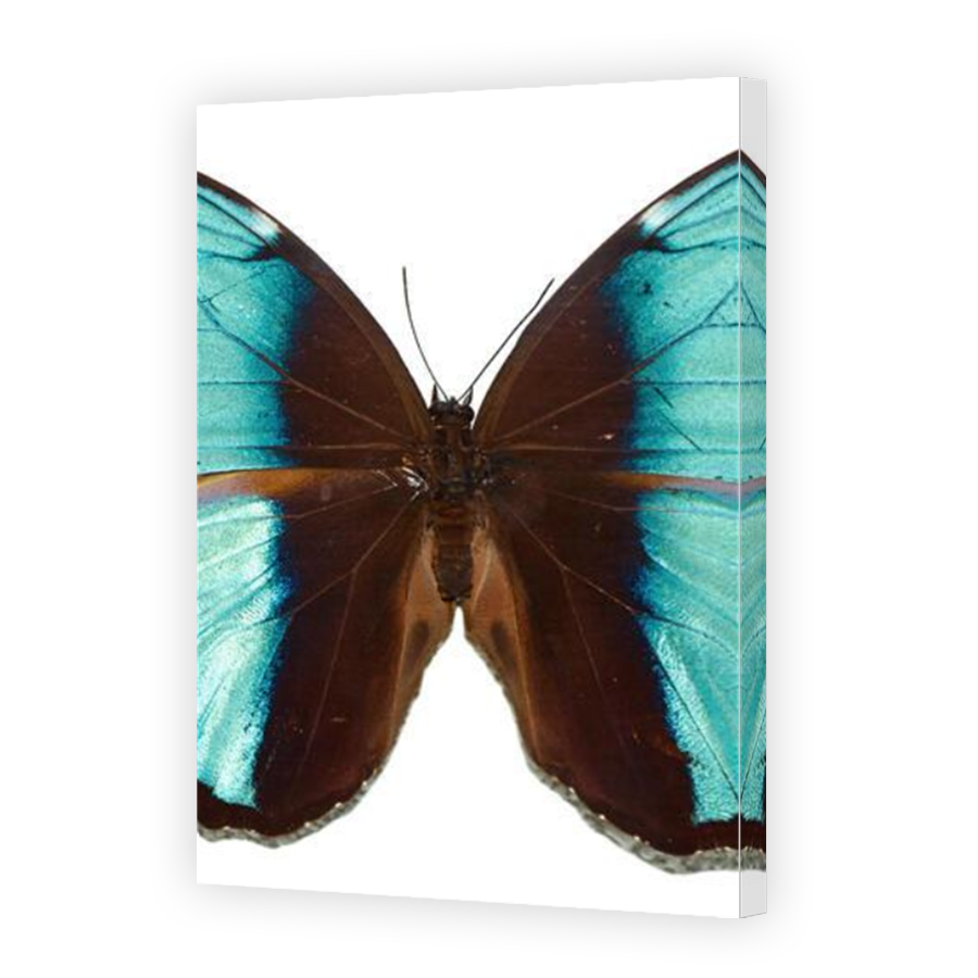 Thumbnail for Canvas - Mirror Image Canvas Wrap