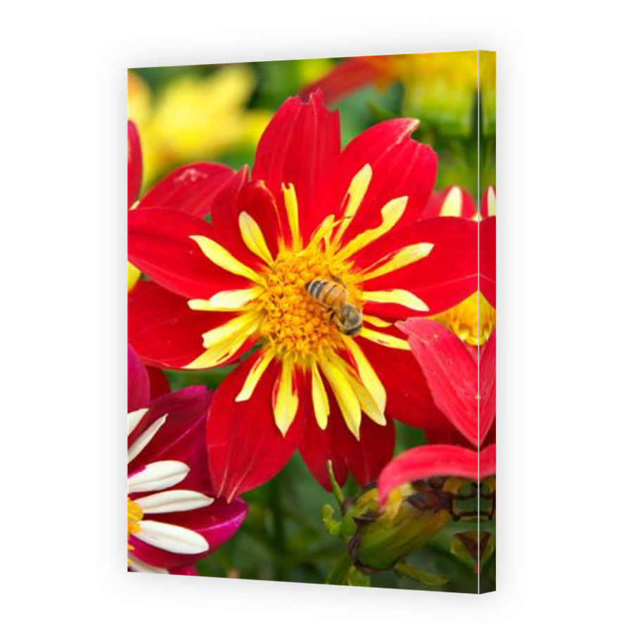 Thumbnail for Canvas - Mirror Image Canvas Wrap