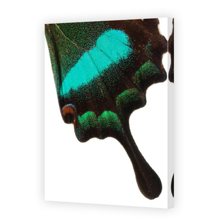 Thumbnail for Canvas - Mirror Image Canvas Wrap