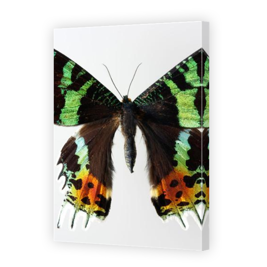 Thumbnail for Canvas - Mirror Image Canvas Wrap