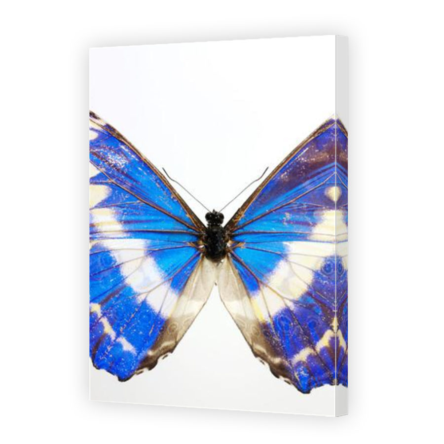 Thumbnail for Canvas - Mirror Image Canvas Wrap