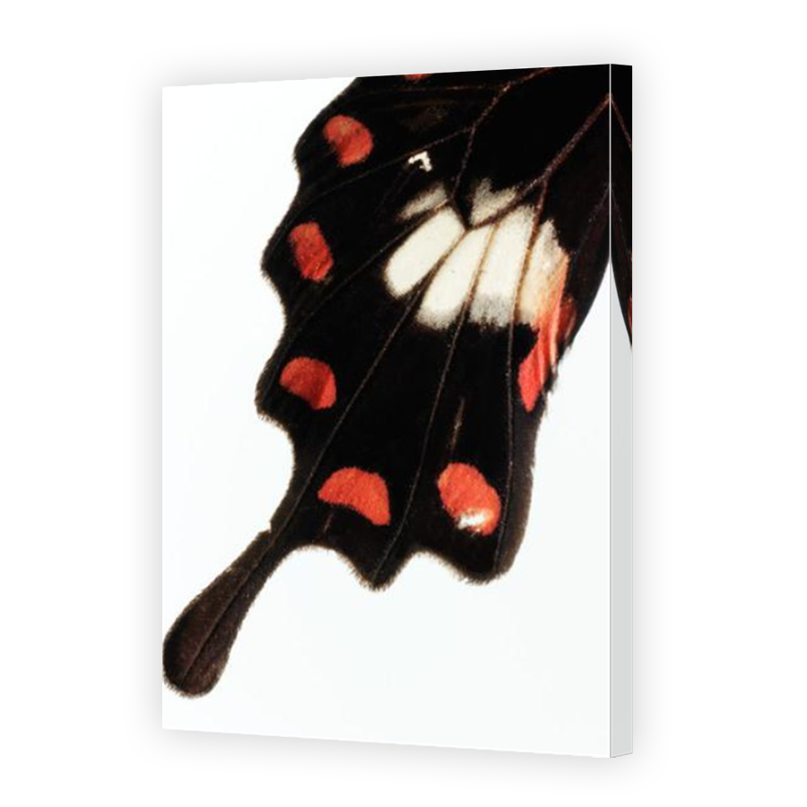 Thumbnail for Canvas - Mirror Image Canvas Wrap