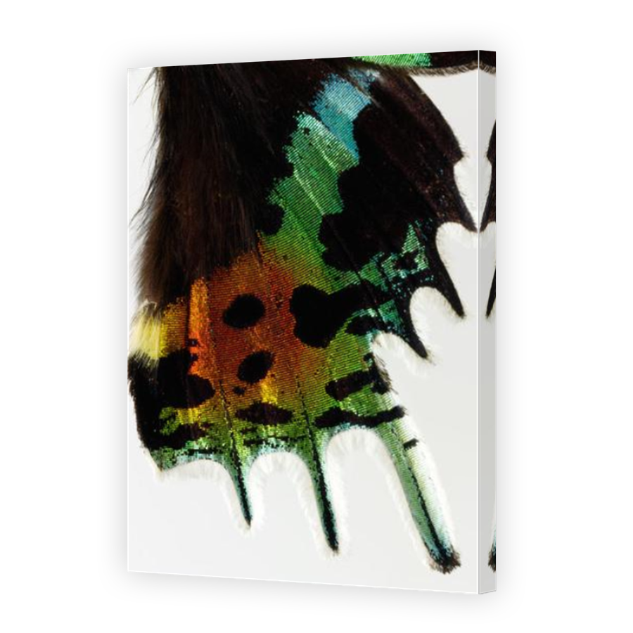 Thumbnail for Canvas - Mirror Image Canvas Wrap