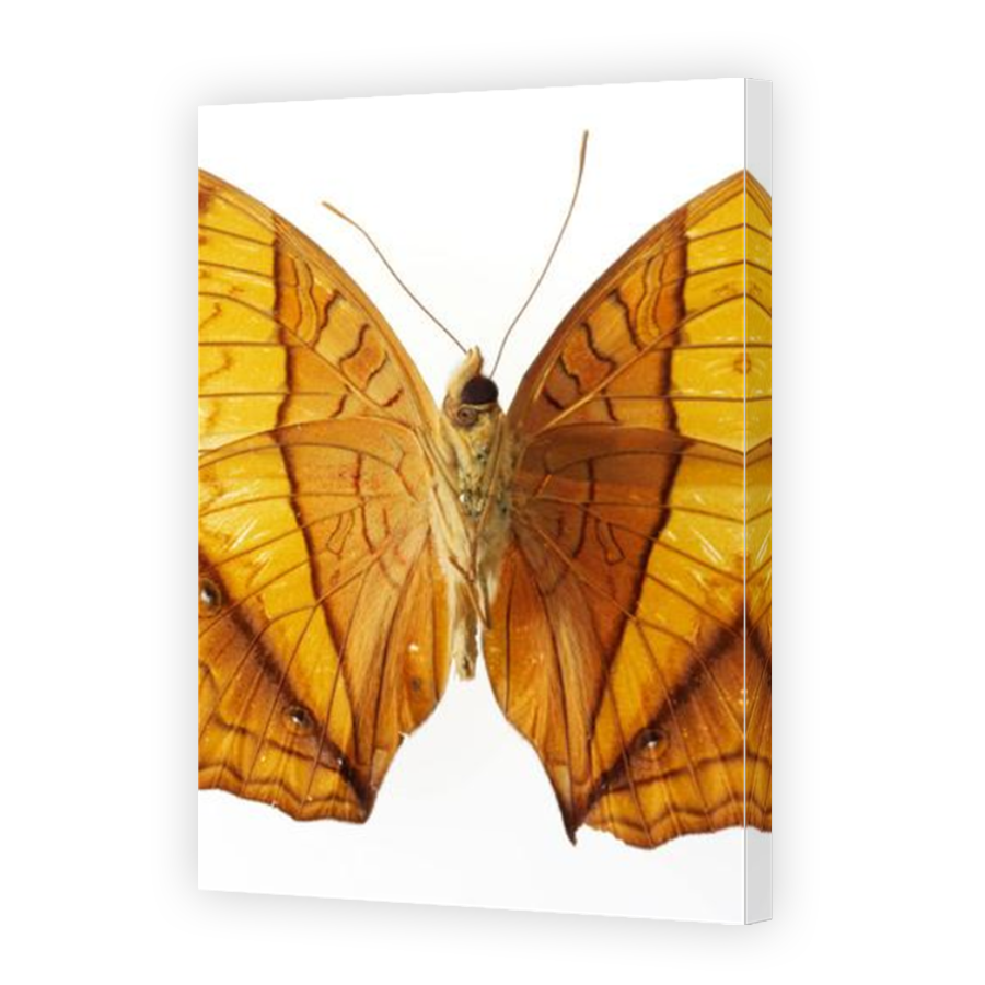 Thumbnail for Canvas - Mirror Image Canvas Wrap