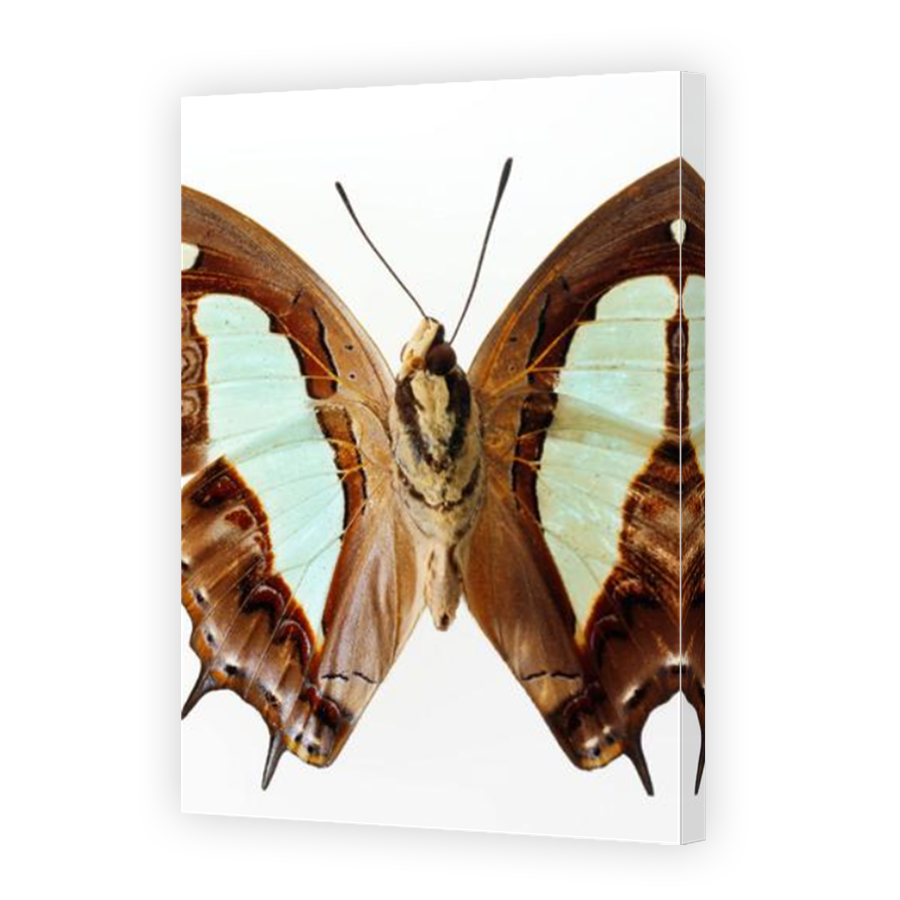 Thumbnail for Canvas - Mirror Image Canvas Wrap
