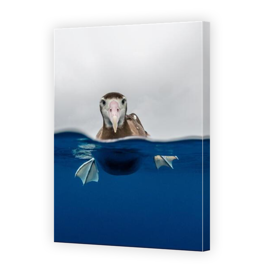 Thumbnail for Canvas - Mirror Image Canvas Wrap