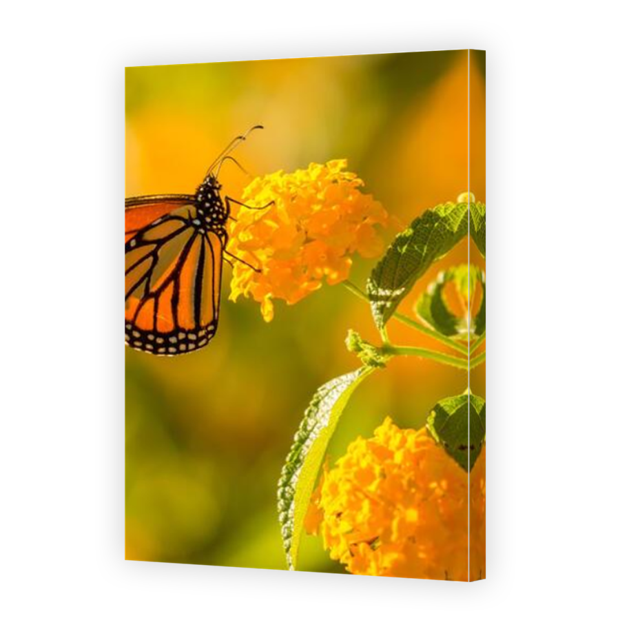 Thumbnail for Canvas - Mirror Image Canvas Wrap
