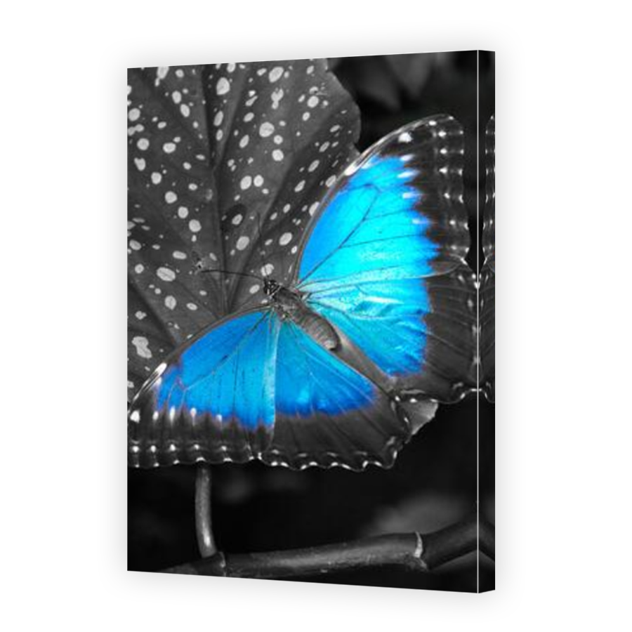 Thumbnail for Canvas - Mirror Image Canvas Wrap