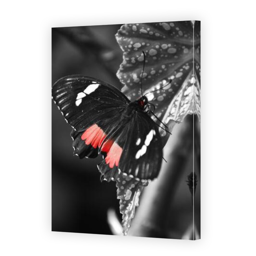 Thumbnail for Canvas - Mirror Image Canvas Wrap