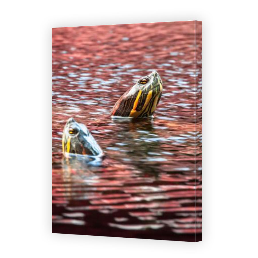 Thumbnail for Canvas - Mirror Image Canvas Wrap