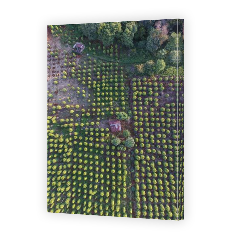 Thumbnail for Canvas - Mirror Image Canvas Wrap