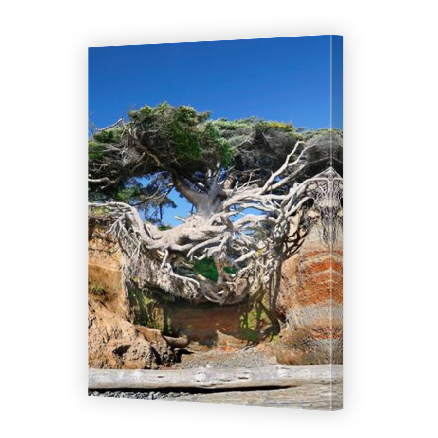 Thumbnail for Canvas - Mirror Image Canvas Wrap