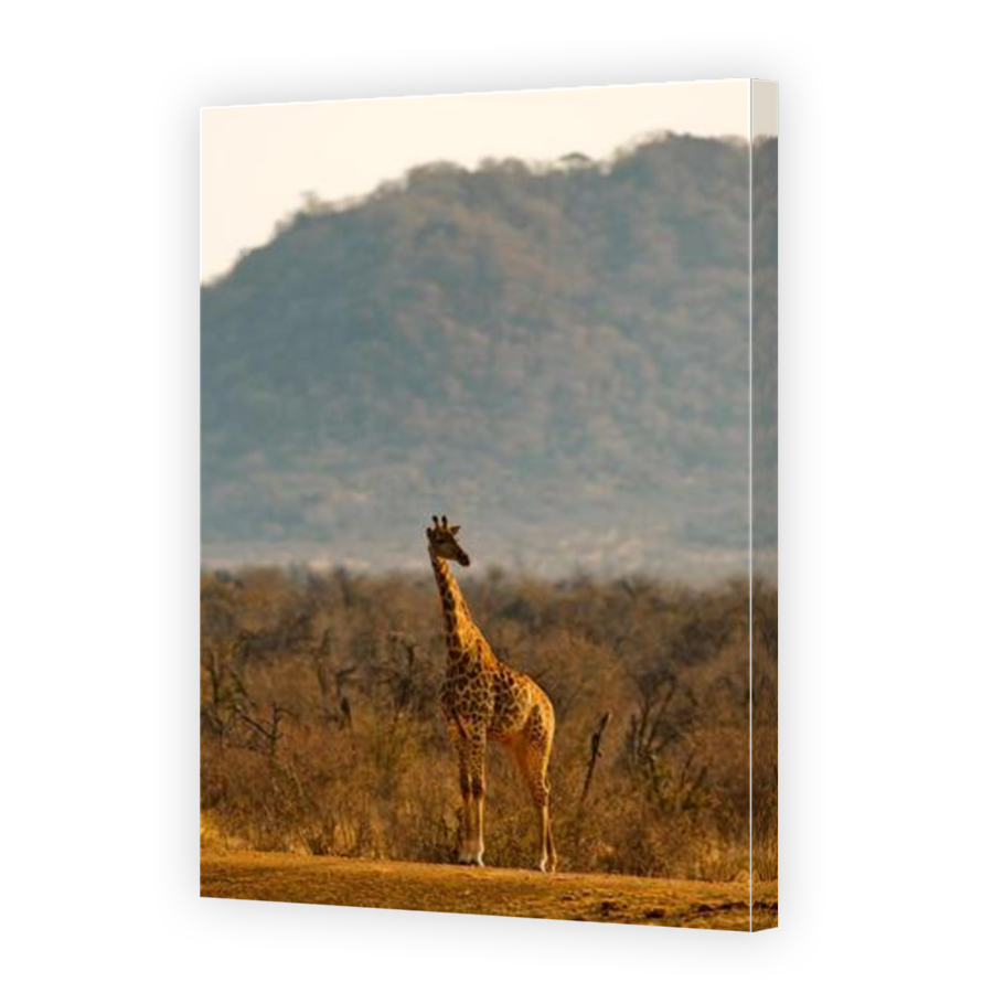 Thumbnail for Canvas - Mirror Image Canvas Wrap