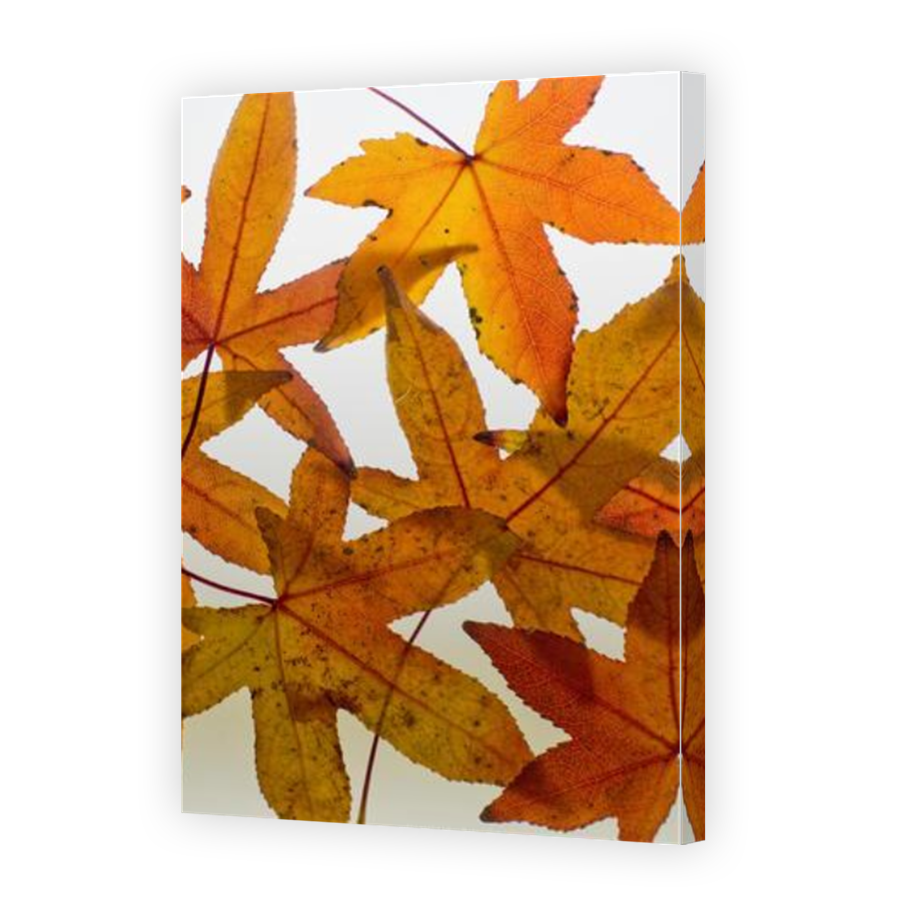 Thumbnail for Canvas - Mirror Image Canvas Wrap