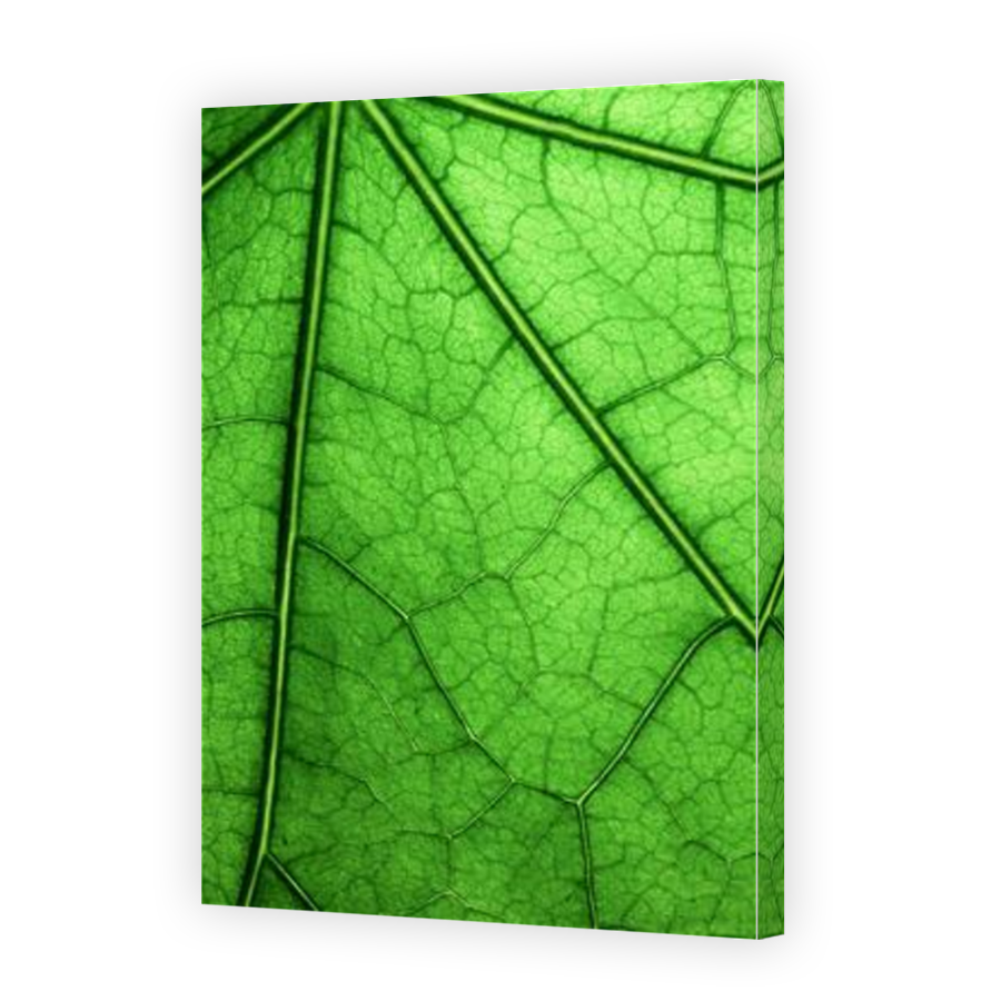 Thumbnail for Canvas - Mirror Image Canvas Wrap