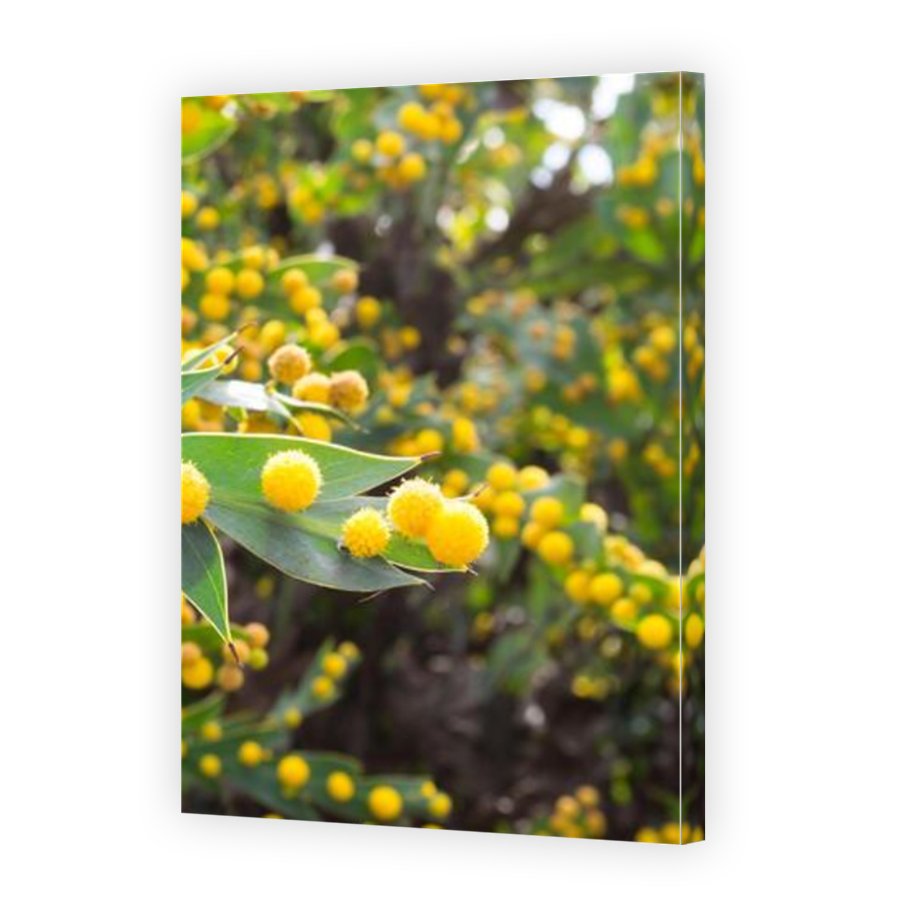 Thumbnail for Canvas - Mirror Image Canvas Wrap