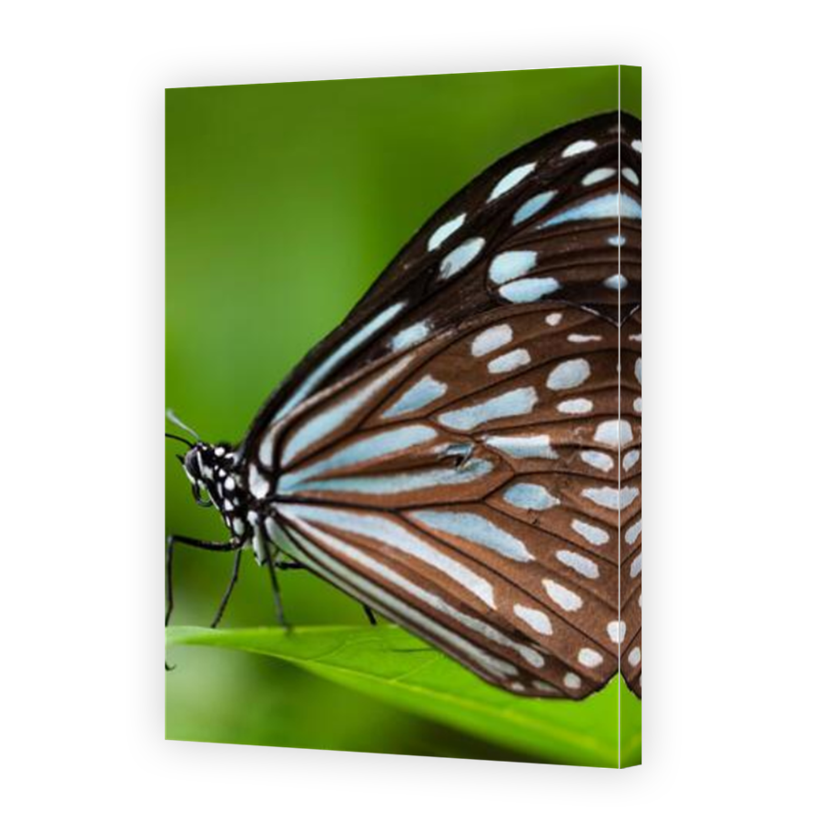 Thumbnail for Canvas - Mirror Image Canvas Wrap