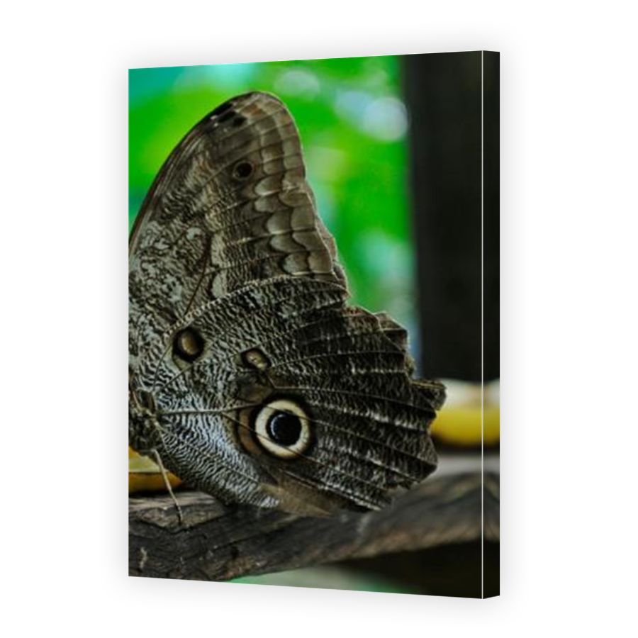 Thumbnail for Canvas - Mirror Image Canvas Wrap