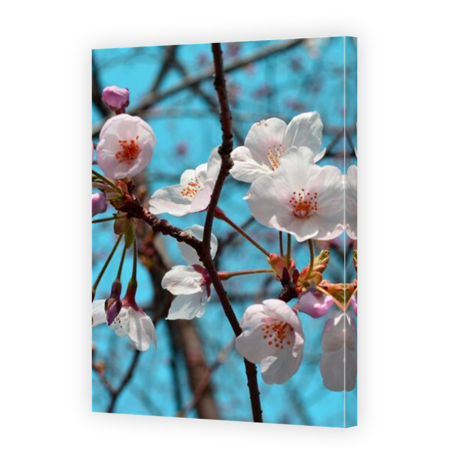 Thumbnail for Canvas - Mirror Image Canvas Wrap