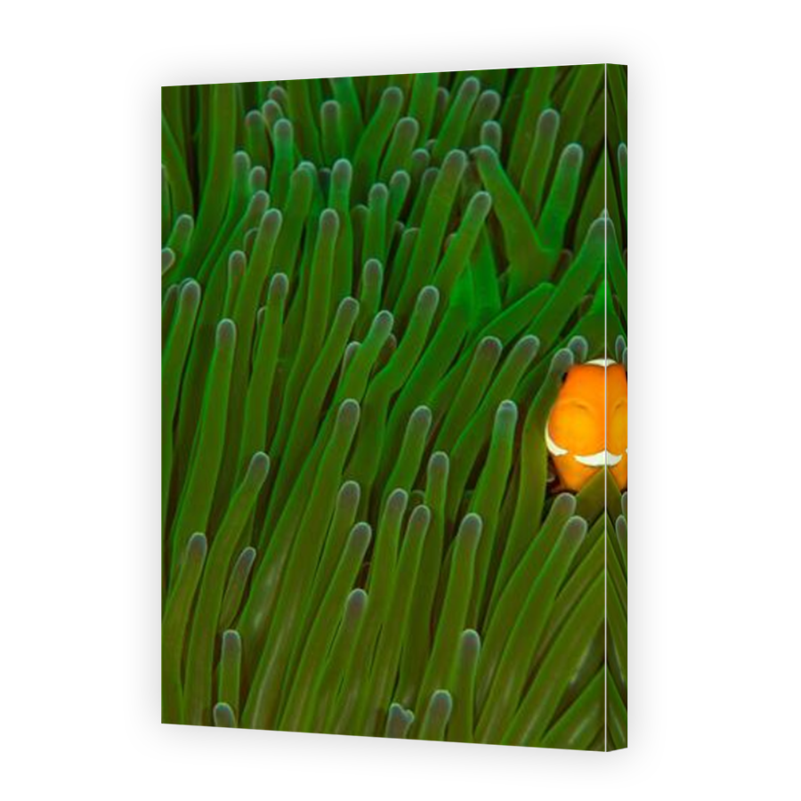 Thumbnail for Canvas - Mirror Image Canvas Wrap