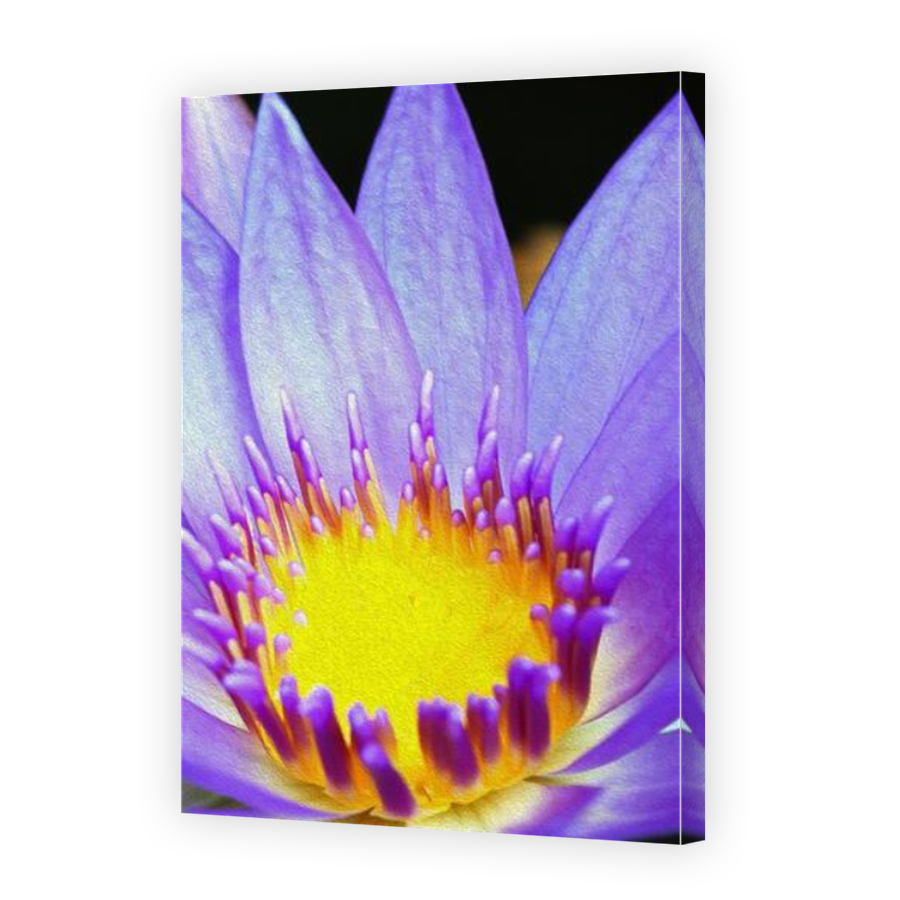Thumbnail for Canvas - Mirror Image Canvas Wrap