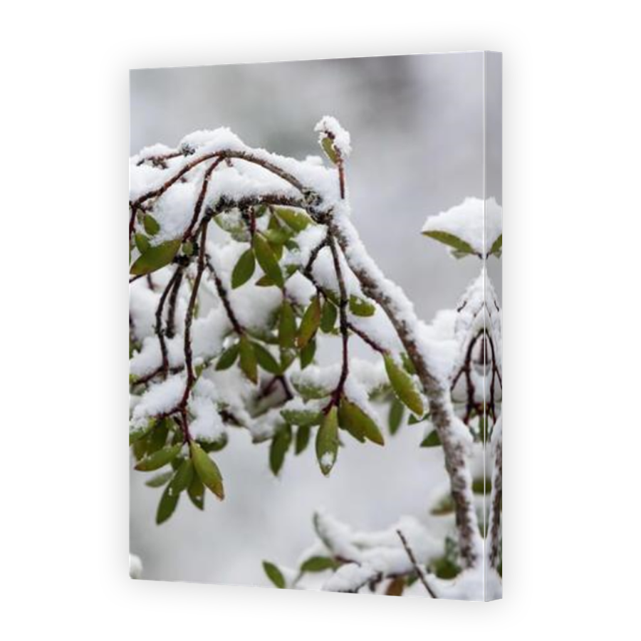 Thumbnail for Canvas - Mirror Image Canvas Wrap