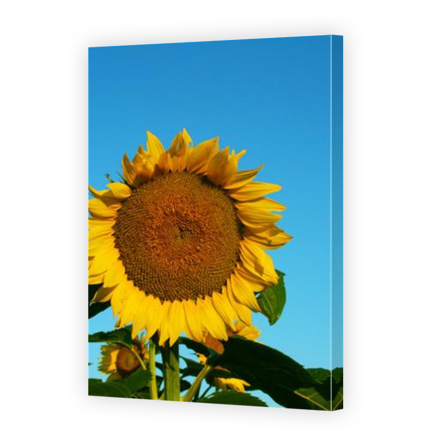 Thumbnail for Canvas - Mirror Image Canvas Wrap