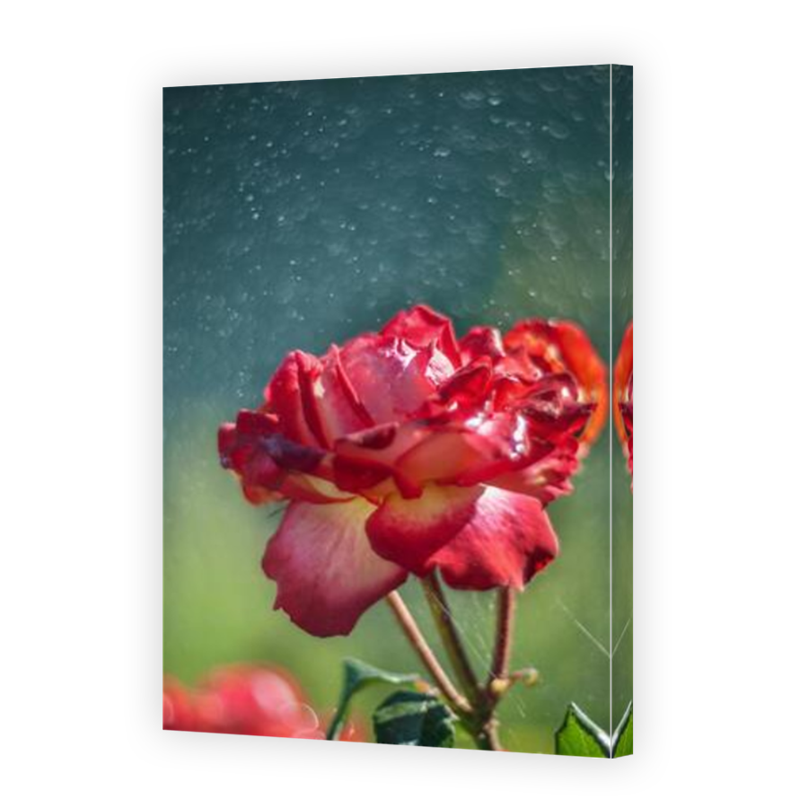 Thumbnail for Canvas - Mirror Image Canvas Wrap