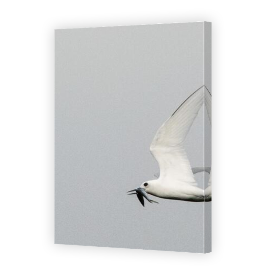 Thumbnail for Canvas - Mirror Image Canvas Wrap