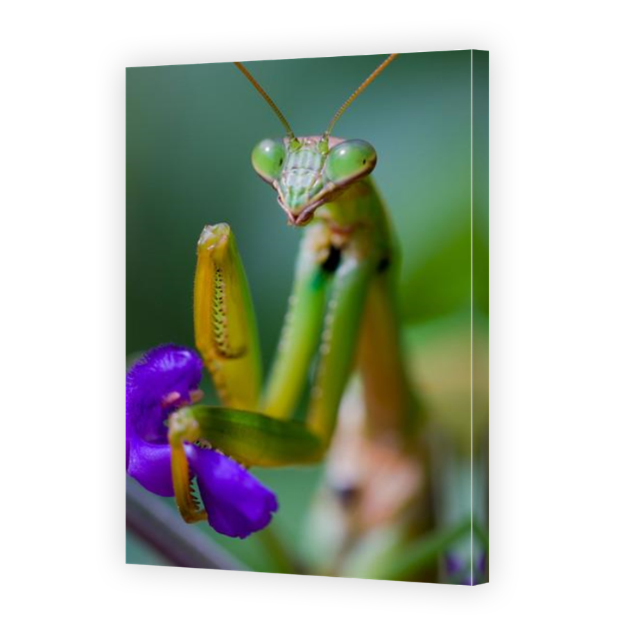 Thumbnail for Canvas - Mirror Image Canvas Wrap