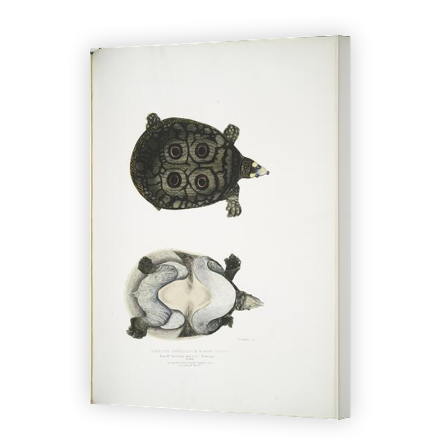 Thumbnail for Canvas - Mirror Image Canvas Wrap